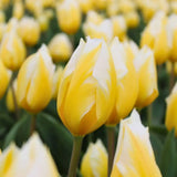 🌷 Dutch Tulip Mix – IDEE CADEAU!  Boîte de Luxe Grande, 90 Bulbes pour 2,5 m² de Fleurs Hollandaises – Taille 12+.