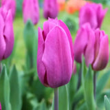 🌷 Dutch Tulip Mix – IDEE CADEAU! Boîte de Luxe Grande, 90 Bulbes pour 2,5 m² de Fleurs Hollandaises – Taille 12+ - GREEN OASIS - SHOP