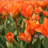 🌷 Dutch Tulip Mix – IDEE CADEAU! Boîte de Luxe Grande, 90 Bulbes pour 2,5 m² de Fleurs Hollandaises – Taille 12+ - GREEN OASIS - SHOP