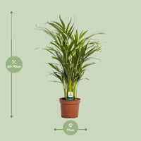 Dypsis Lutescens - Ø17cm - ↕65cm Everspring