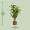 Dypsis Lutescens - Ø17cm - ↕65cm Everspring