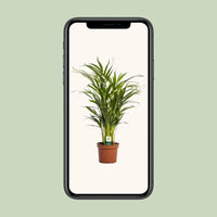 Dypsis Lutescens - Ø17cm - ↕65cm Everspring