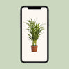 Dypsis Lutescens - Ø17cm - ↕65cm Everspring
