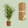 Dypsis Lutescens - Ø17cm - ↕65cm Everspring