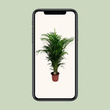 Dypsis Lutescens - Ø24cm - ↕125cm Everspring