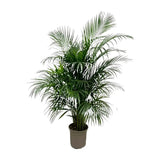 Dypsis Lutescens (palmier d'arec) 150 cm - ø24 - GREEN OASIS - SHOP