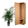 Dypsis Lutescens (palmier d'arec) 150 cm - ø24 - GREEN OASIS - SHOP Plantes vertes originales livrées à votre domicile
