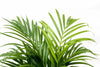 Dypsis Lutescens (palmier d'arec) 150 cm - ø24 - GREEN OASIS - SHOP