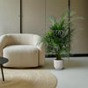 Dypsis Lutescens (palmier d'arec) 150 cm - ø24 - GREEN OASIS - SHOP Plantes vertes originales livrées à votre domicile