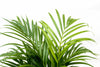 Dypsis Lutescens (palmier d'arec) 150 cm - ø24 - GREEN OASIS - SHOP Plantes vertes originales livrées à votre domicile