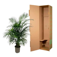Dypsis Lutescens (palmier d'arec) 150 cm - ø24 - GREEN OASIS - SHOP