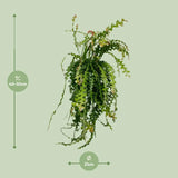 Ephiphyllum Anguliger - Ø21cm - ↕50cm Everspring