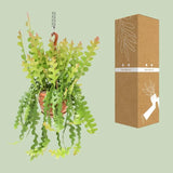 Epiphyllum Anguliger - Ø21cm - ↕60cm Everspring