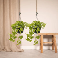 Epipremnum Golden Pothos (Scindapsus) - 2 pièces - Ø15cm - ↕25cm - GREEN OASIS - SHOP Plantes vertes originales livrées à votre domicile