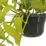 Epipremnum Golden Pothos (Scindapsus) - 2 pièces - Ø15cm - ↕25cm - GREEN OASIS - SHOP Plantes vertes originales livrées à votre domicile