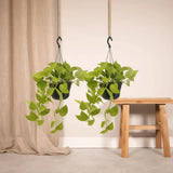 Epipremnum Golden Pothos (Scindapsus) - 2 pièces - Ø15cm - ↕25cm - GREEN OASIS - SHOP