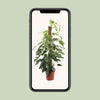Epipremnum Pinnatum Albo Variegata - Ø24cm - ↕125cm Everspring