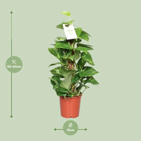 Epipremnum Pinnatum Mosstok 60cm Scindapsus - Ø15cm - ↕60cm - GREEN OASIS - SHOP
