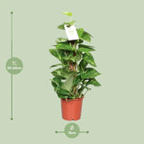 Epipremnum Pinnatum Mosstok 60cm Scindapsus - Ø15cm - ↕60cm - GREEN OASIS - SHOP