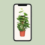 Epipremnum Pinnatum Mosstok 60cm Scindapsus - Ø15cm - ↕60cm - GREEN OASIS - SHOP