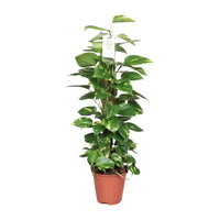 Epipremnum Pinnatum Mosstok 80cm Scindapsus - Ø19cm - ↕80cm - GREEN OASIS - SHOP
