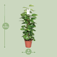 Epipremnum Pinnatum Mosstok 80cm Scindapsus - Ø19cm - ↕80cm - GREEN OASIS - SHOP