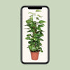 Epipremnum Pinnatum Mosstok 80cm Scindapsus - Ø19cm - ↕80cm - GREEN OASIS - SHOP