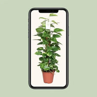Epipremnum Pinnatum Mosstok 80cm Scindapsus - Ø19cm - ↕80cm - GREEN OASIS - SHOP