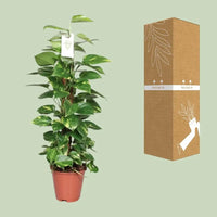 Epipremnum Pinnatum Mosstok 80cm Scindapsus - Ø19cm - ↕80cm - GREEN OASIS - SHOP