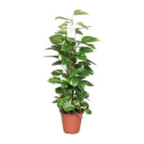 Epipremnum Pinnatum Mosstok 80cm Scindapsus - Ø19cm - ↕80cm - GREEN OASIS - SHOP