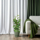 Epipremnum Pinnatum Mosstok 80cm Scindapsus - Ø19cm - ↕80cm - GREEN OASIS - SHOP