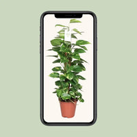 Epipremnum Pinnatum Mosstok 80cm Scindapsus - Ø19cm - ↕80cm - GREEN OASIS - SHOP