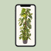Epipremnum Pinnatum - Ø24cm - ↕120cm Everspring