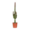 Euphorbe trigona rubra - Ø17cm - ↕70cm Everspring