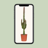 Euphorbe trigona rubra - Ø17cm - ↕70cm Everspring