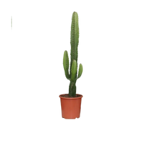 Euphorbia Acrurensis - Ø17cm - ↕50cm Everspring