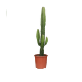 Euphorbia Acrurensis - Ø17cm - ↕50cm Everspring