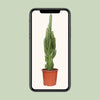 Euphorbia Trigona - Ø17cm - ↕70cm Everspring