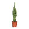 Euphorbia Trigona - Ø17cm - ↕70cm Everspring
