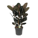 Ficus Abidjan - Ø27cm - ↕90cm Everspring