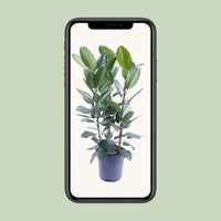 Ficus Amstel King Gold - Ø27cm - ↕105cm Everspring
