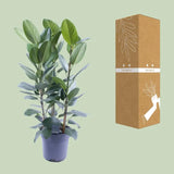 Ficus Amstel King Gold - Ø27cm - ↕105cm Everspring