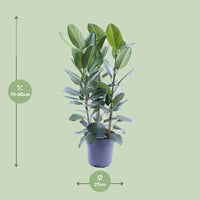 Ficus Amstel King Gold - Ø27cm - ↕105cm Everspring