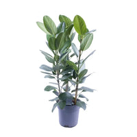 Ficus Amstel King Gold - Ø27cm - ↕105cm Everspring
