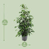 Ficus benjamina Danielle - Ø21cm - ↕95cm - GREEN OASIS - SHOP