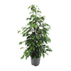 Ficus benjamina Danielle - Ø21cm - ↕95cm - GREEN OASIS - SHOP