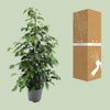 Ficus benjamina Danielle - Ø21cm - ↕95cm - GREEN OASIS - SHOP