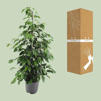 Ficus benjamina Danielle - Ø21cm - ↕95cm - GREEN OASIS - SHOP