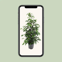 Ficus benjamina Danielle - Ø21cm - ↕95cm - GREEN OASIS - SHOP