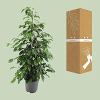 Ficus benjamina Danielle - Ø21cm - ↕95cm - GREEN OASIS - SHOP